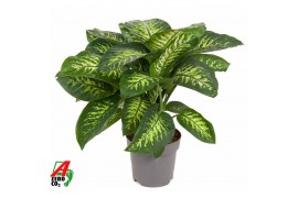 Dieffenbachia seguine reeva Dieffenbachia Reeva P242 pp