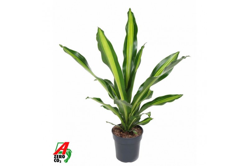 Dracaena fragr. burley Dracaena Burley kopstek P211 pp 