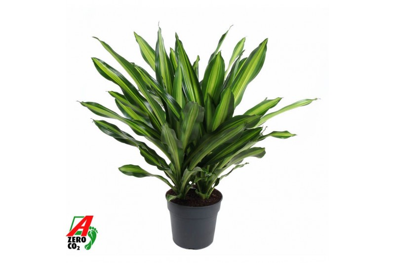 Dracaena fragr. burley Dracaena Burley 3PP P343 pp 