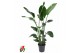 Strelitzia nicolai Strelitzia Nicolai P24(zonder bloem)zonder bloem bl 