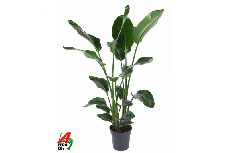 Strelitzia nicolai Strelitzia Nicolai P24(zonder bloem)zonder bloem bl 