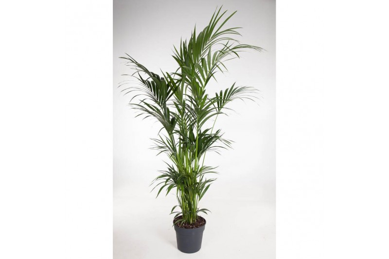 Howea forsteriana Howea Forsteriana(kentia) P34-19012 pp 