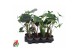 Alocasia mix Alocasia mix 14cm (NO GAP)1 pp 