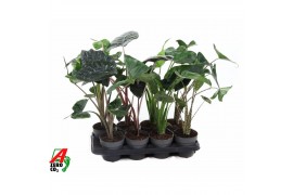 Alocasia mix Alocasia mix 14cm (NO GAP)1 pp