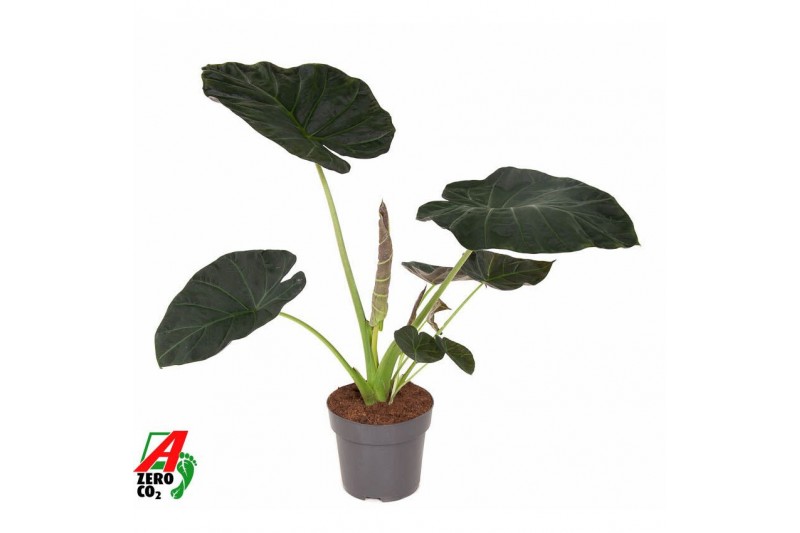 Alocasia regal shields Alocasia Regal Shields (NO GAP)1 pp 