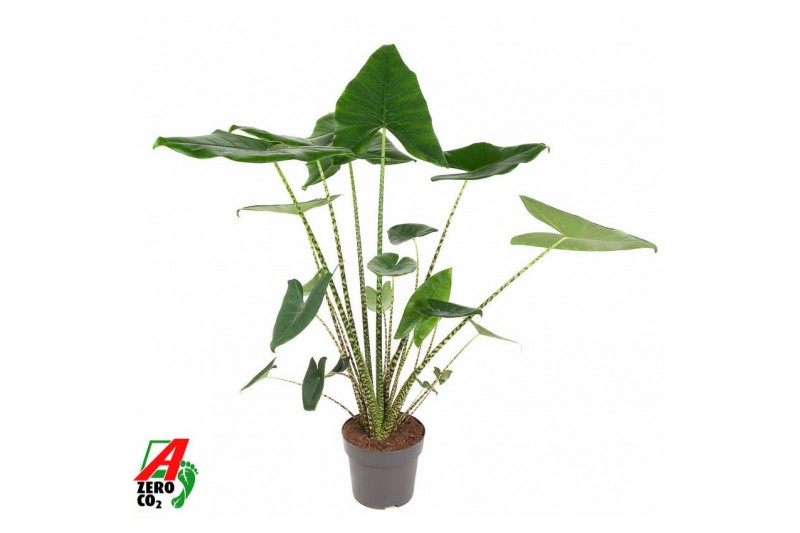 Alocasia zebrina Alocasia Zebrina (NO GAP)2 pp 