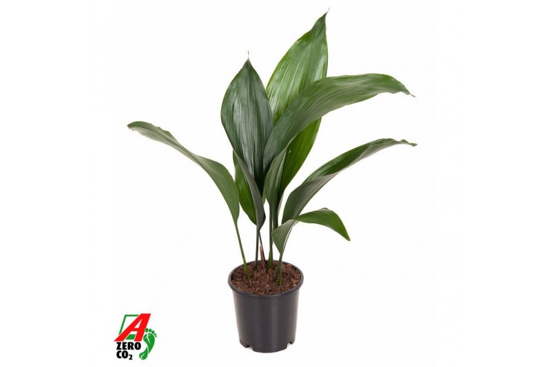 Aspidistra elatior Aspidistra Elatior P137 pp 