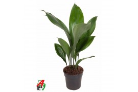Aspidistra elatior Aspidistra Elatior P159 pp