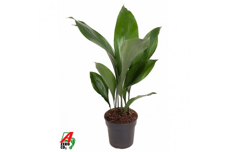 Aspidistra elatior Aspidistra Elatior P159 pp 