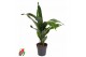 Aspidistra elatior Aspidistra Elatior P1912 pp 
