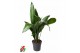 Aspidistra elatior Aspidistra Elatior P2115 pp 
