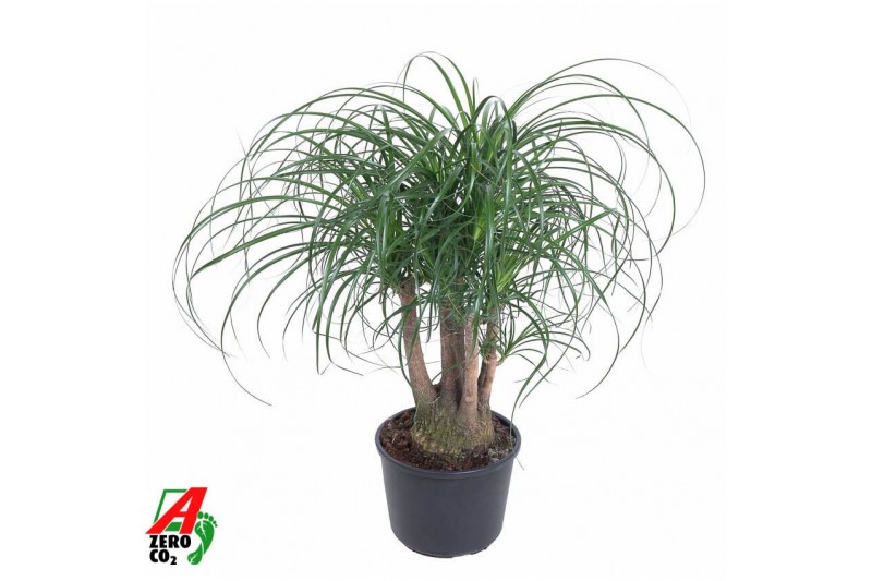 Beaucarnea recurvata Beaucarnea vertakt P27 - 1,5ft3 tak/plnt 1 pp 