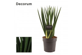 Sansevieria cylindrica Sansevieria Cylindrica 12 cm Spaghetti (Decorum