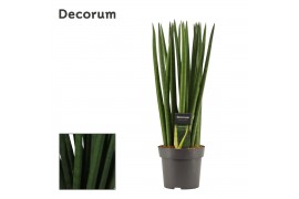Sansevieria cylindrica Sansevieria Cylindrica 14 cm Spaghetti (Decorum