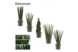 Sansevieria cylindrica Sansevieria Cylindrica 17 cm mix (Decorum)