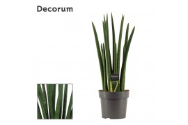 Sansevieria cylindrica Sansevieria Cylindrica 17 cm Rocket (Decorum)