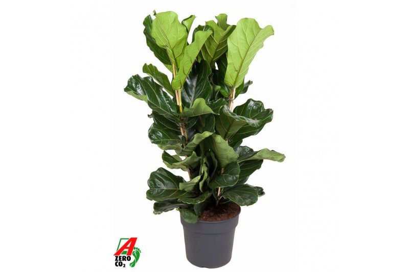 Ficus lyrata Ficus Lyrata 3PP P34pp 