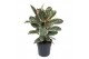 Ficus elastica tineke Ficus Elastica Tineke 3PP P27pp 