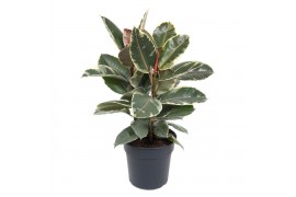 Ficus elastica tineke Ficus Elastica Tineke 3PP P27pp
