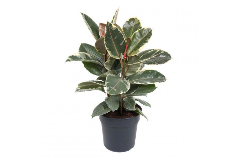 Ficus elastica tineke Ficus Elastica Tineke 3PP P27pp 