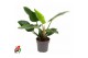 Philodendron imperial green Philodendron Imperial Green P24 (NO GAP)pp 