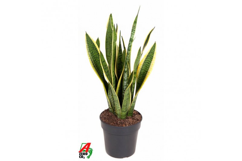 Sansevieria trifasciata laurentii Sansevieria Laurentii P1912 pp 