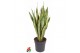 Sansevieria trifasciata laurentii Sansevieria Laurentii P2420 pp 