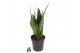 Sansevieria zeylanica Sansevieria Zeylanica P1710 pp 