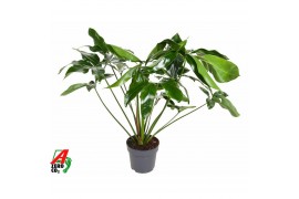 Philodendron green wonder Philodendron Green Wonder P24 (NO GAP)pp