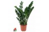 Zamioculcas zamiifolia Zamioculcas Zamiifolia P2410 tak/plnt