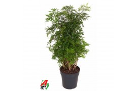 Polyscias ming Polyscias Ming vertakt P241 pp