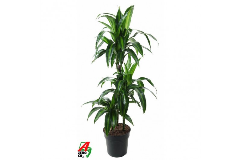 Dracaena fragr. hawaiian sunshine Dracaena Hawaiiana 60-30-15pp 