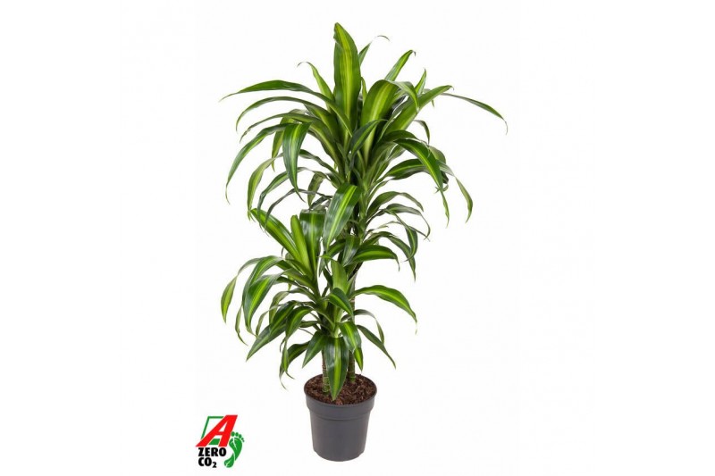 Dracaena fragr. hawaiian sunshine Dracaena Hawaiiana 45-15pp 