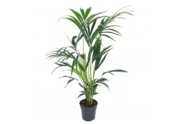 Howea forsteriana Howea Forsteriana(kentia) P19-110pp