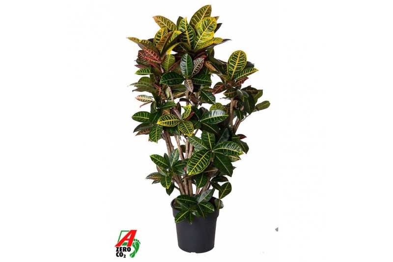 Codiaeum variegata petra Codiaeum Petra vertakt P31pp 