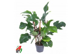 Philodendron red wonder Philodendron Red Wonder(Squamiferum) op rek P1