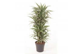 Dracaena fragr. der. warneckei Dracaena Warneckei vertakt P31pp