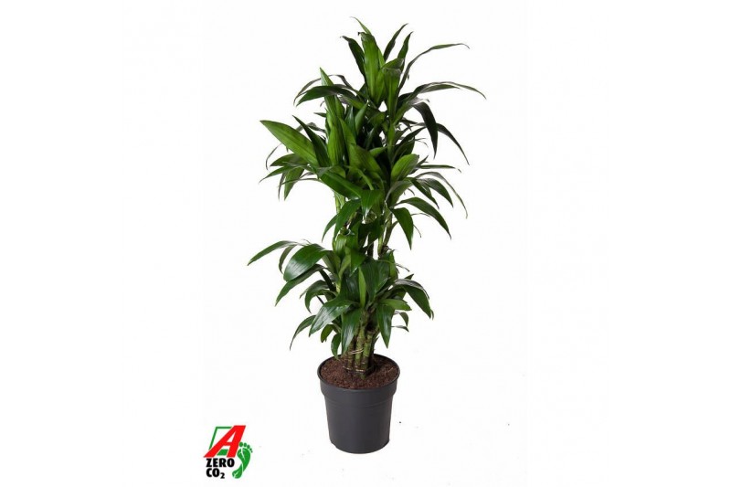 Dracaena fragr. janet craig Dracaena Janet Craig vertakt P31pp 