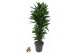 Dracaena fragr. janet lind Dracaena Janet Lind vertakt P31pp 