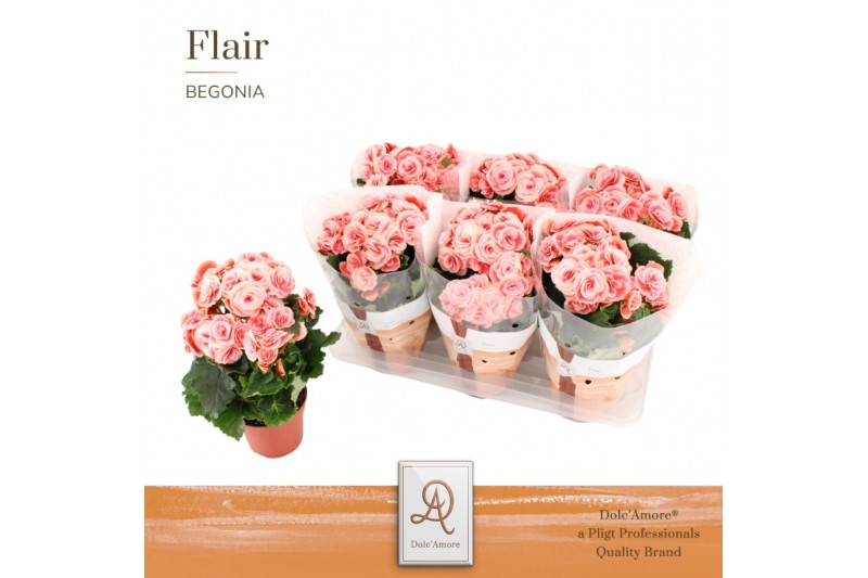 Begonia elatior du. borias Begonia Borias P14 DolcAmore® Flair1 pp 