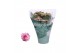 Kalanchoe rosalina roze Don Alano wit/roze 