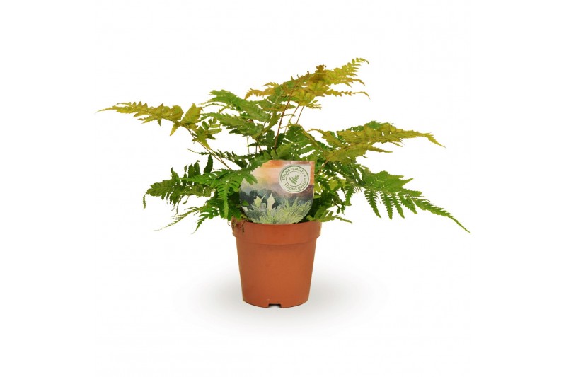 Dryopteris erythrosora 