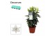 Lilium oriental white souvenir Lilium Oriental Wit 13cmtak/plnt  bl. 