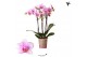 Phalaenopsis multiflora roze Kolibri Orchids Phalaenopsis Rotterdam 3  