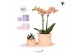 Arrangementen kamerplanten Kolibri Gift Set small Optimism low mixpp 1 
