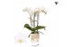 Phalaenopsis multiflora wit Kolibri Orchids Phalaenopsis Cuba 3 spikeb 