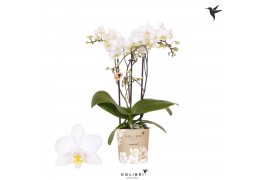 Phalaenopsis multiflora wit Kolibri Orchids Phalaenopsis Cuba 3 spikeb