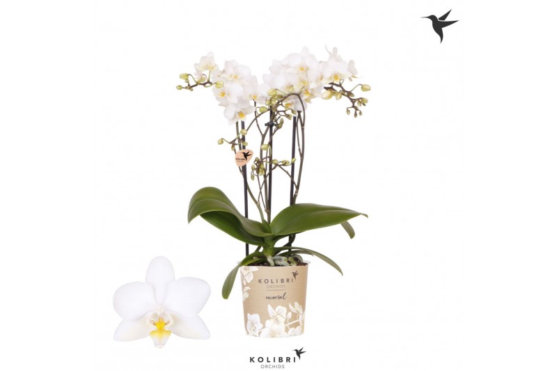 Phalaenopsis multiflora wit Kolibri Orchids Phalaenopsis Cuba 3 spikeb 
