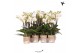 Phalaenopsis multiflora wit Kolibri Orchids Phalaenopsis White 3 spike 