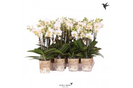 Phalaenopsis multiflora wit Kolibri Orchids Phalaenopsis White 3 spike